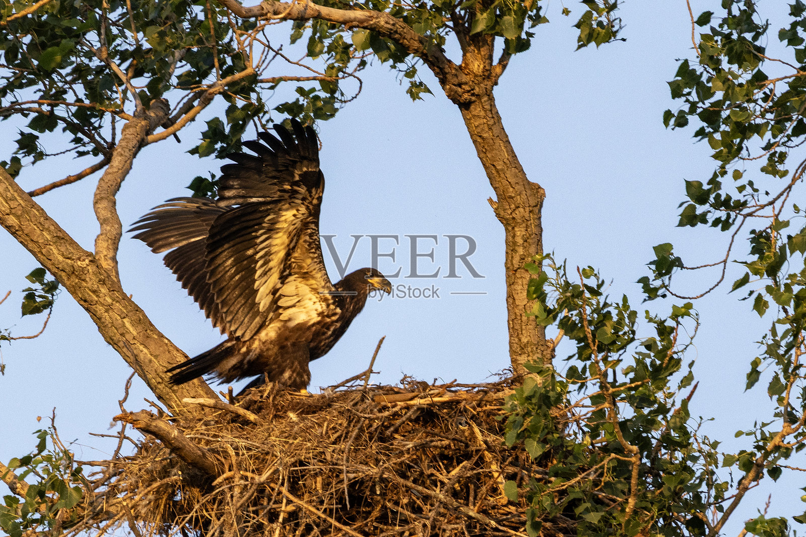 年轻的鹰在巢中照片摄影图片