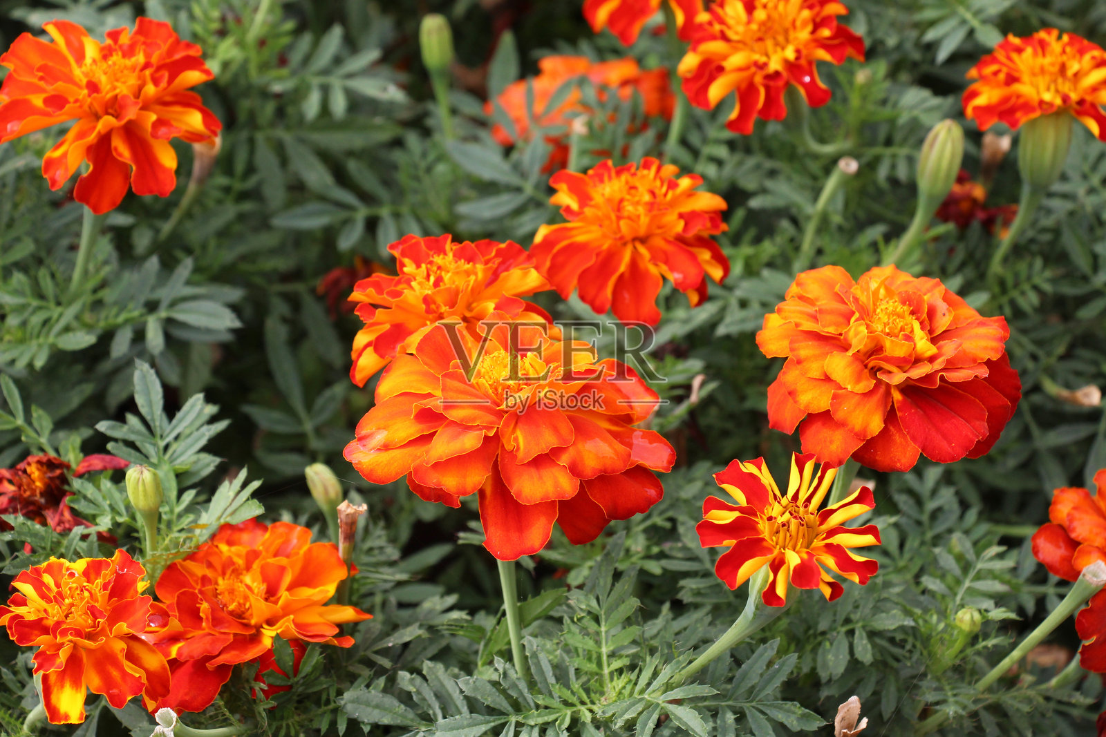 万寿菊灌木（黄花万寿菊）照片摄影图片