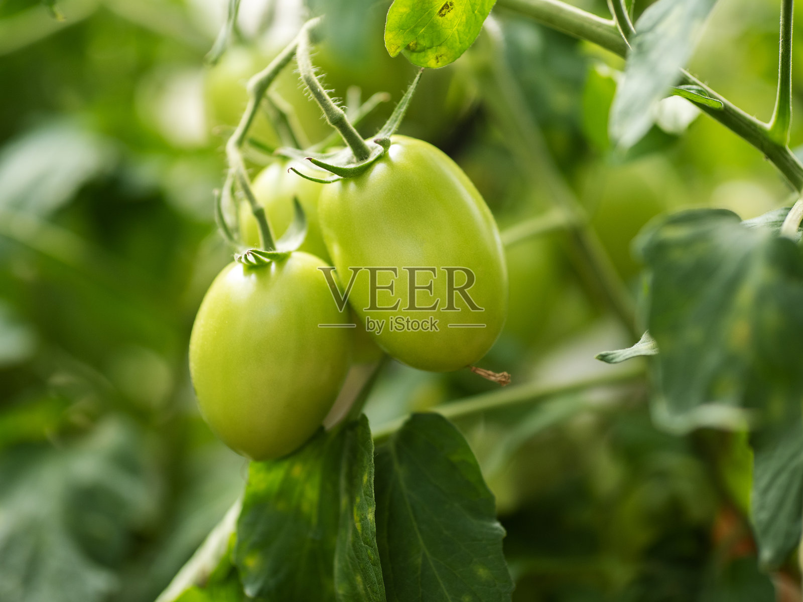 花园里的青番茄照片摄影图片