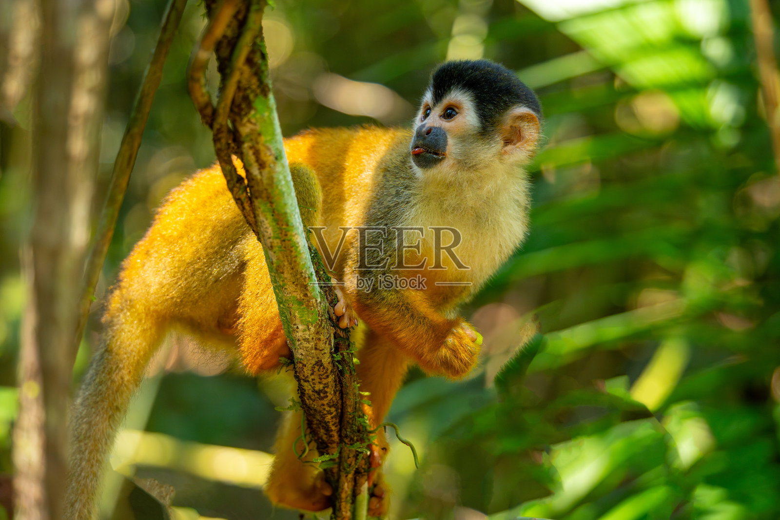 中美洲松鼠猴，Saimiri oerstedii，坐在哥斯达黎加自然栖息地的树枝上照片摄影图片
