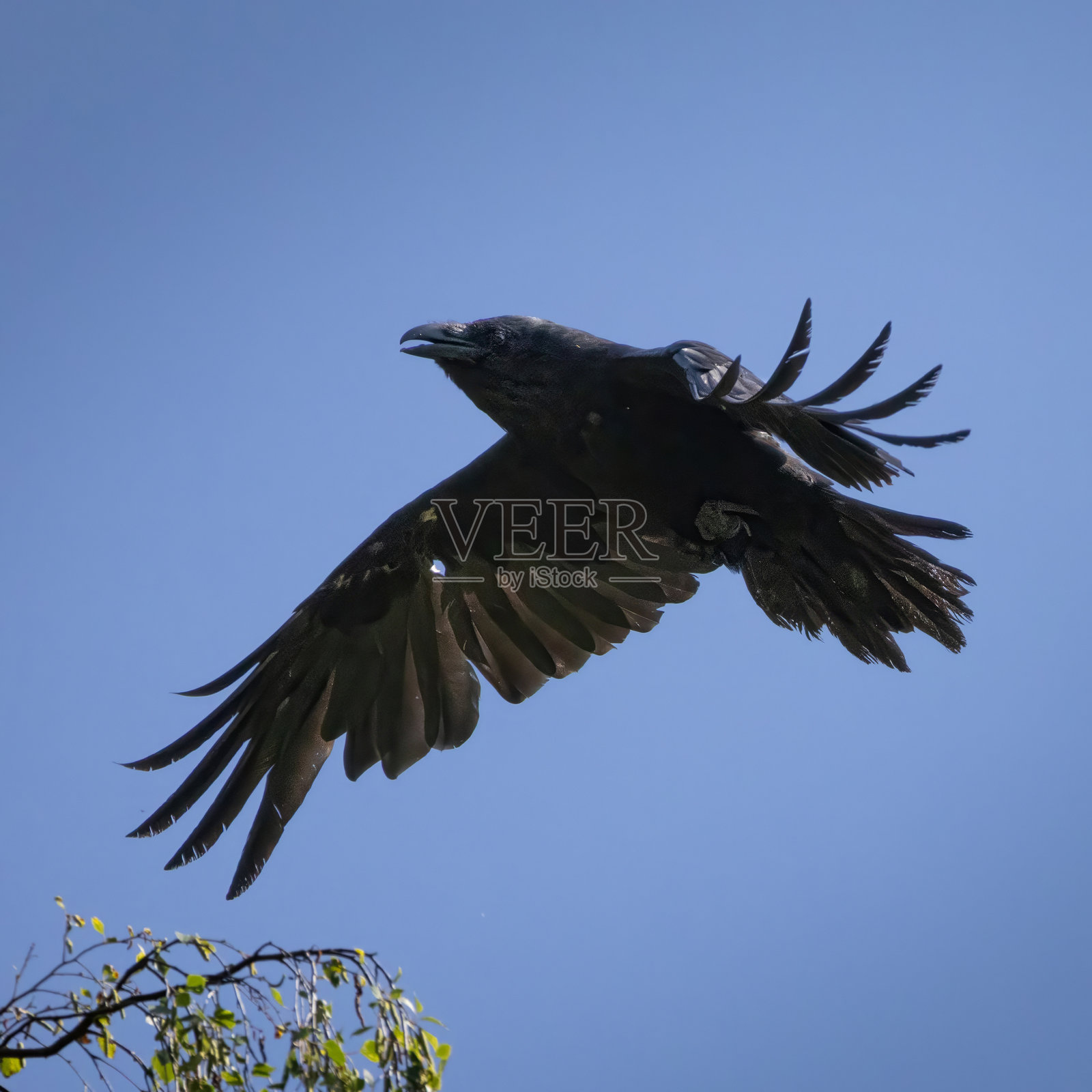 老乌鸦在蓝天中鸣叫并飞翔照片摄影图片