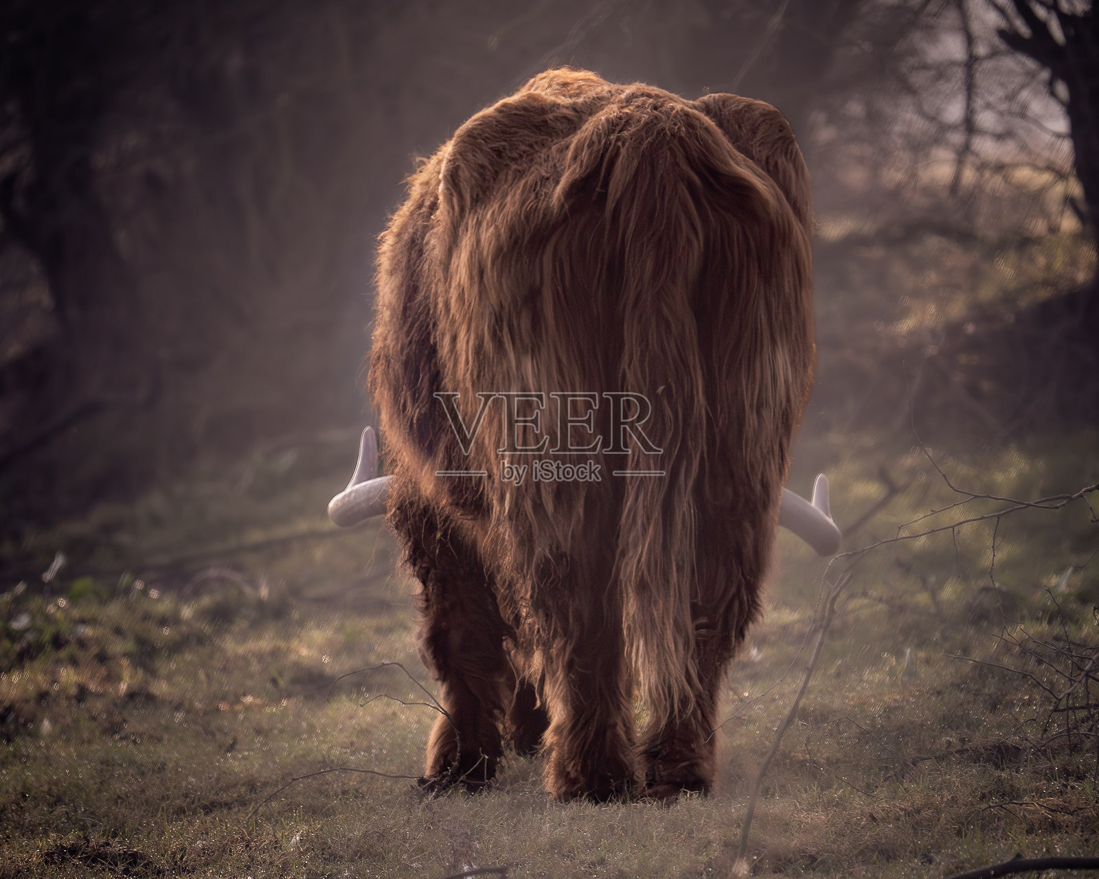 雾中的高地牛照片摄影图片