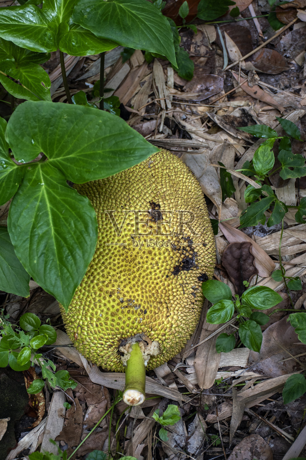 新鲜的菠萝蜜挂在郁郁葱葱的自然环境中的树上照片摄影图片
