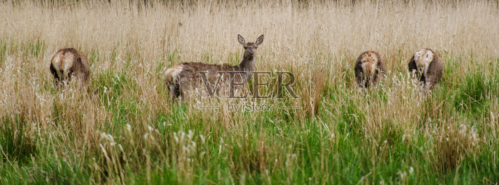 优雅的鹿在丹麦郁郁葱葱的草地上享受金色时光的美好时刻照片摄影图片