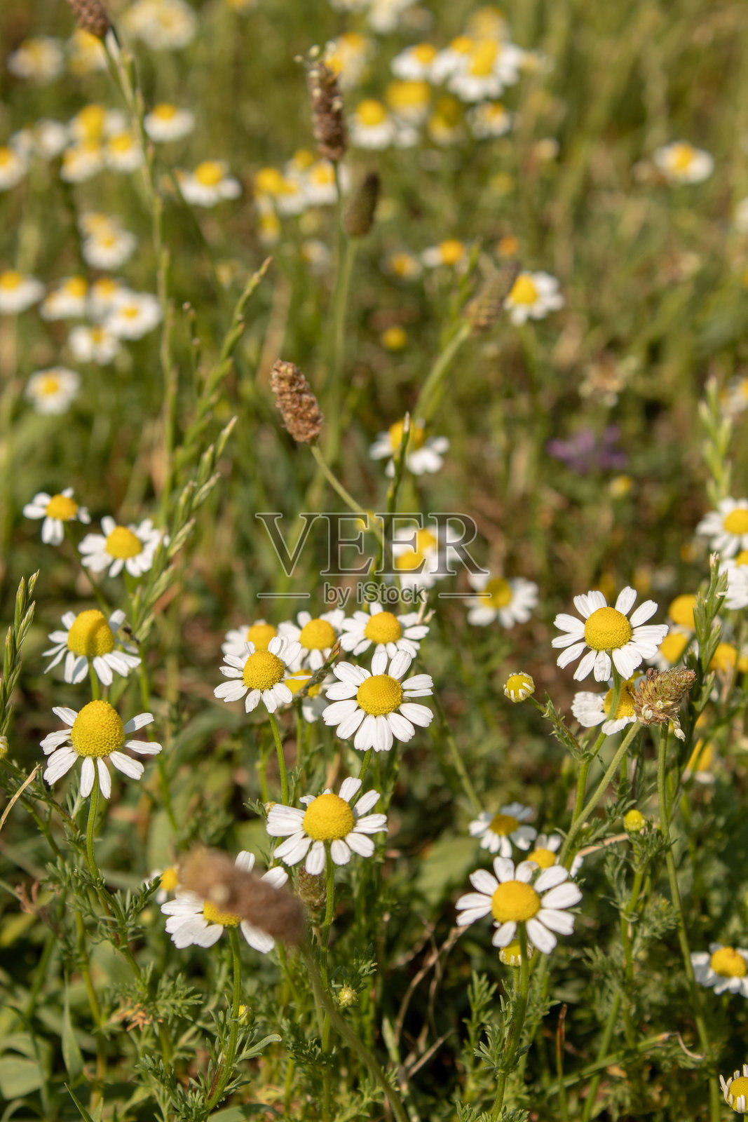 阳光明媚的日子里，草地上的洋甘菊。背景自然。照片摄影图片