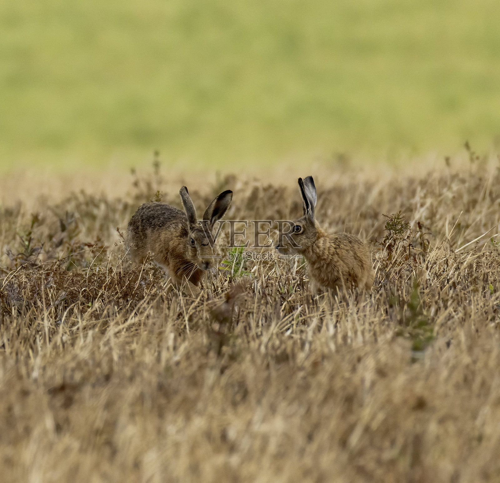 野兔照片摄影图片