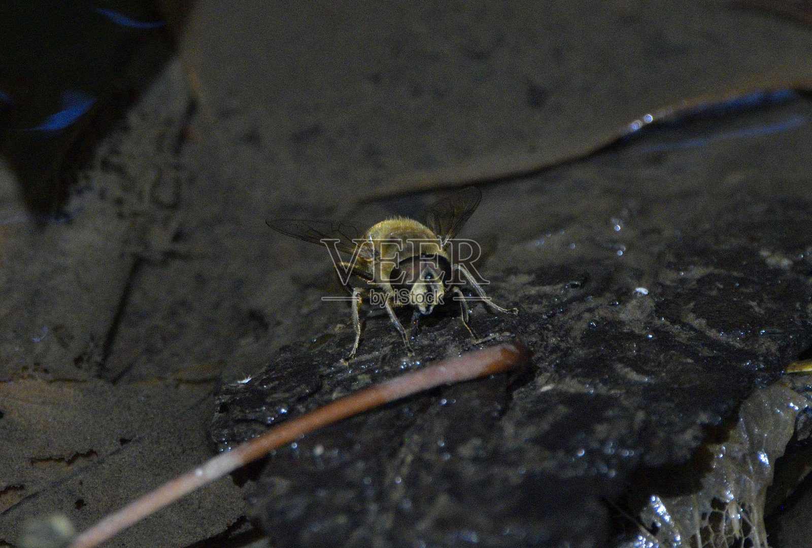 森林中的虫子照片摄影图片