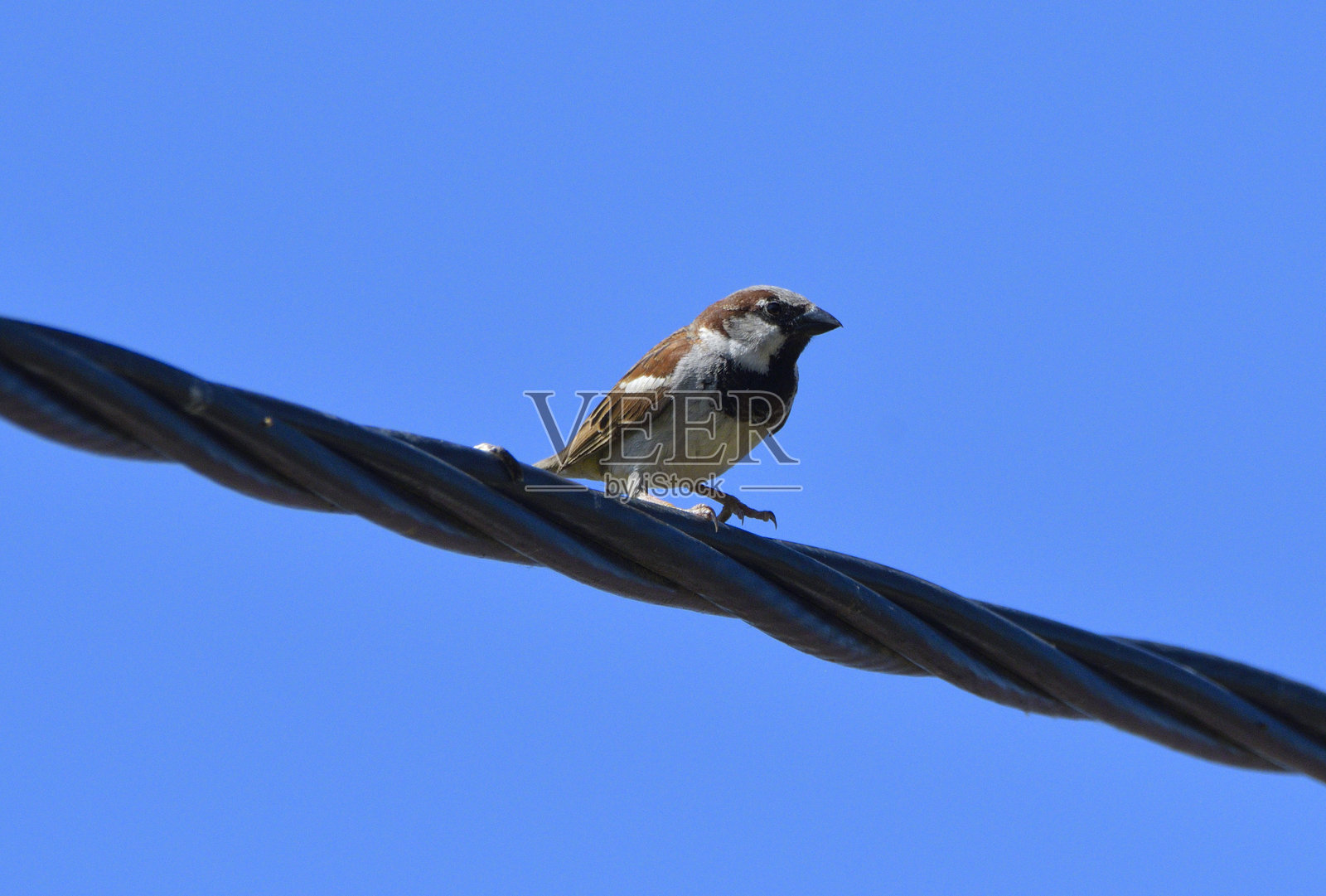 家麻雀 (Passer domesticus)照片摄影图片