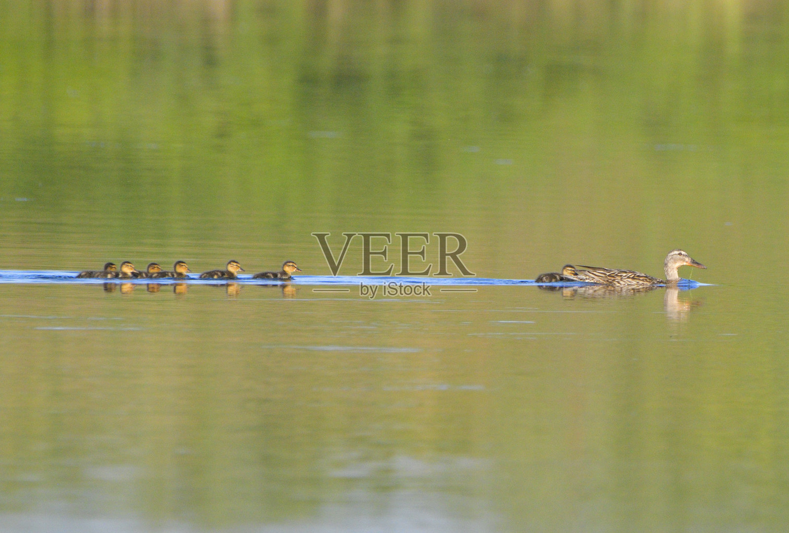 绿头鸭（Anas platyrhynchos）与其他鸭子照片摄影图片