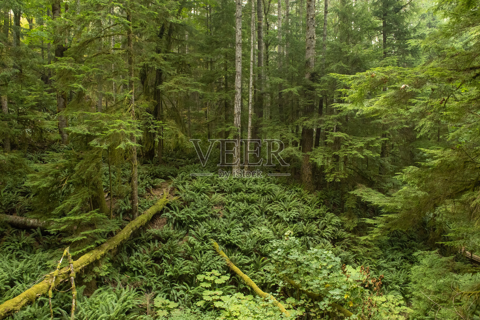 徒步旅行者穿越温带雨林的视角照片摄影图片