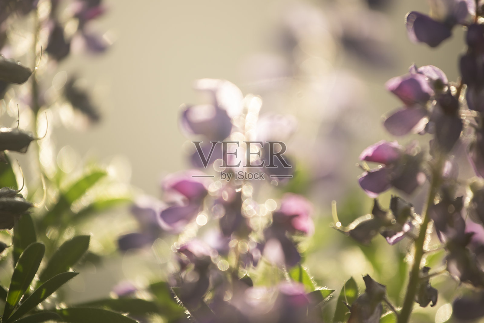 特写镜头和选择性聚焦于紫花苜蓿花照片摄影图片