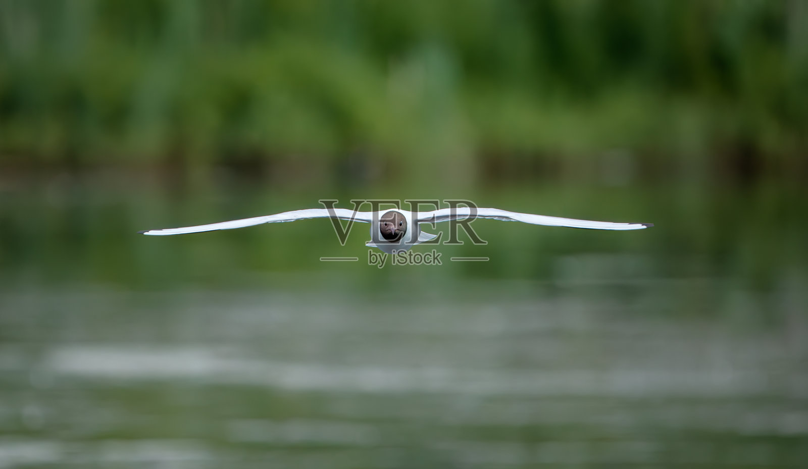 黑头鸥在挪威奥斯陆飞翔照片摄影图片