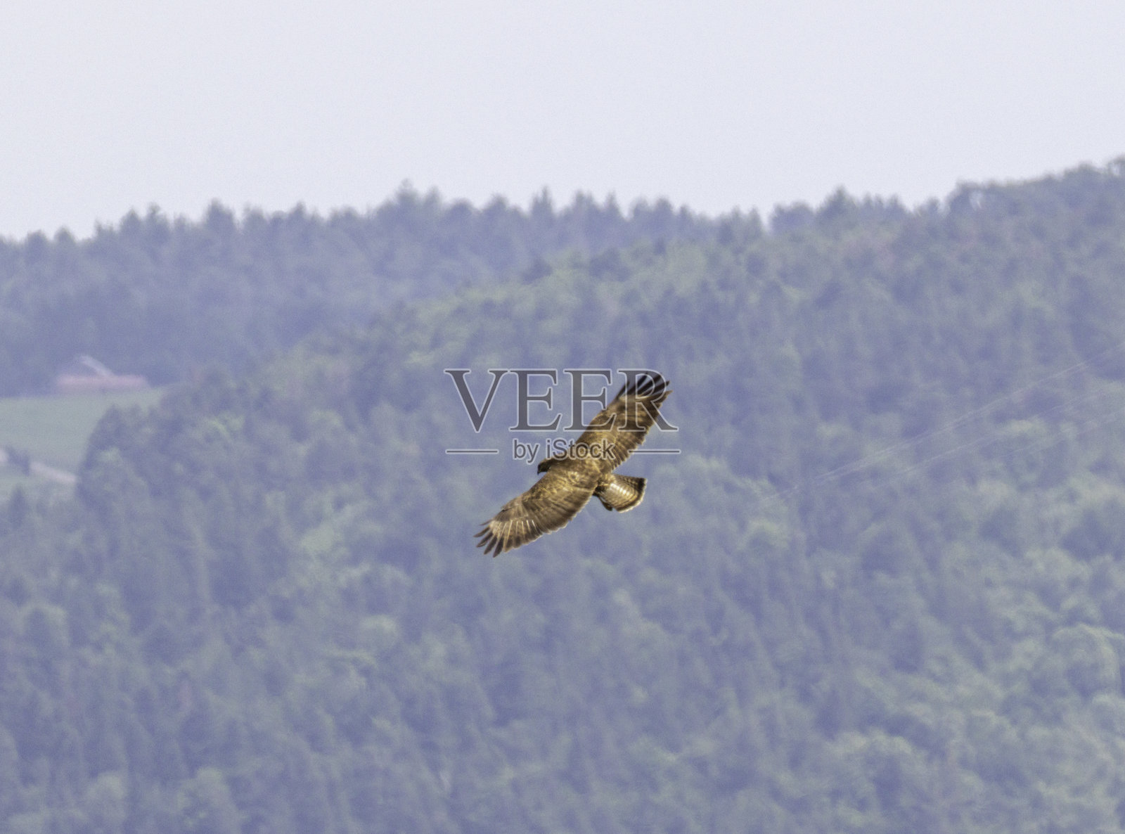 普通的 buzzard照片摄影图片