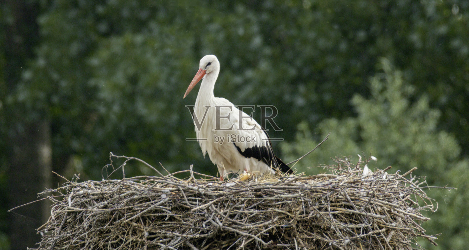 白鹳照片摄影图片