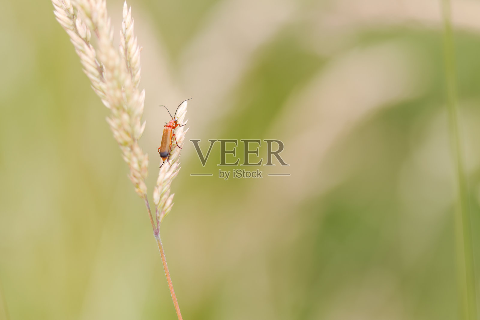 细长的红色甲虫，红色火甲虫在带种子的茎上，长触角的百合甲虫，红色甲虫在草叶末端朝向镜头，Pyrochroa coccinea照片摄影图片