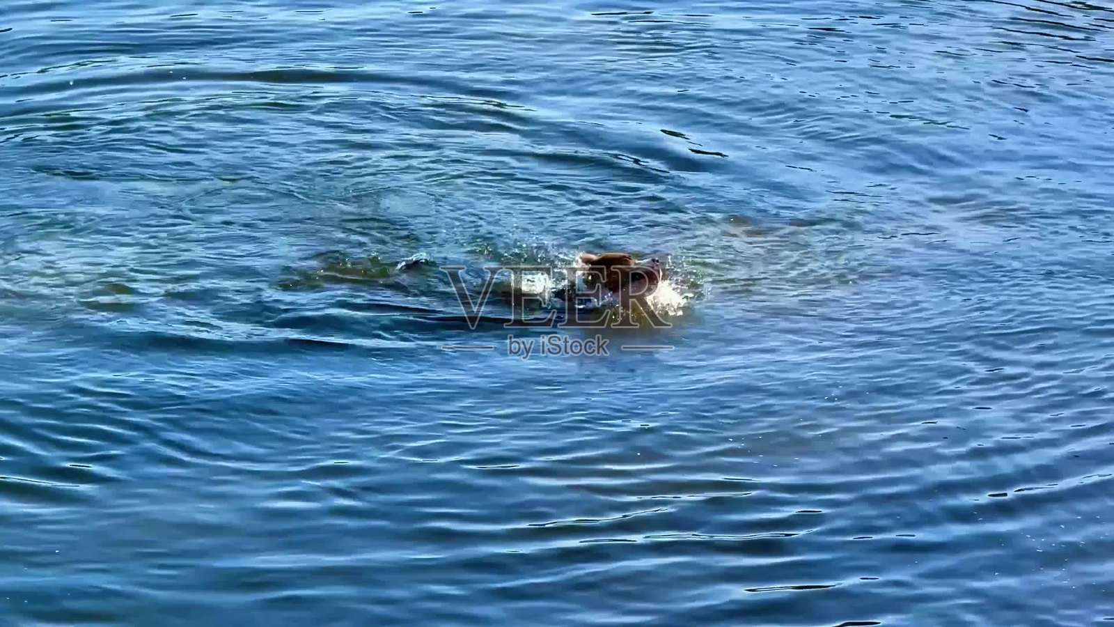 一段宁静的视频展示了一只狗、一位人士和一只鸭子在水中嬉戏。照片摄影图片