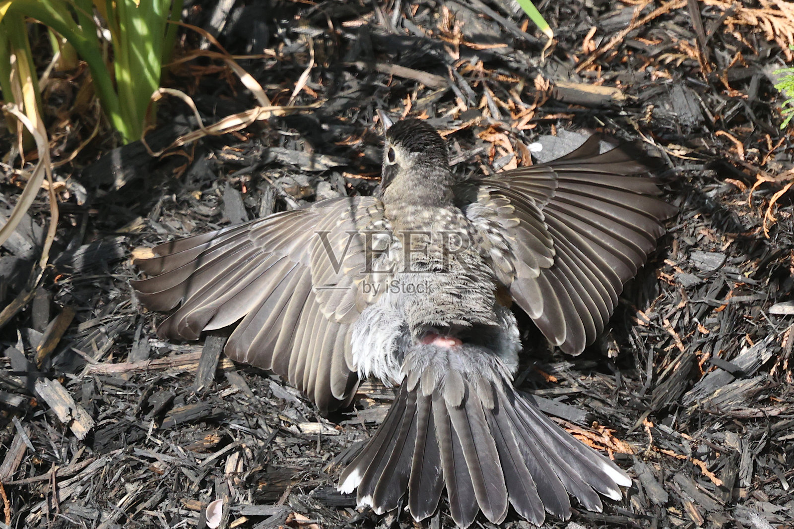 美国知更鸟休息或在进行“洗澡”行为照片摄影图片