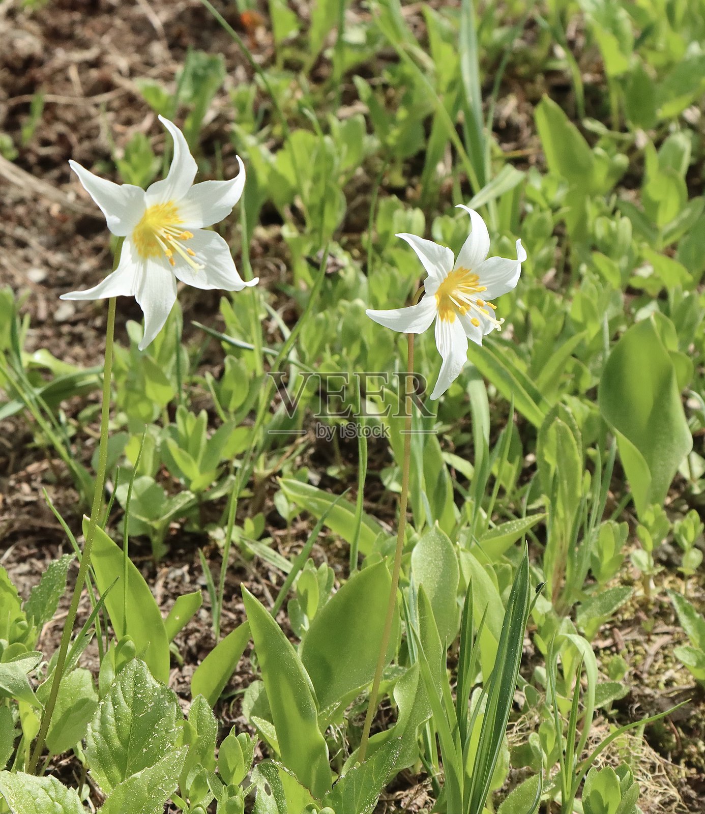 一对雪崩百合照片摄影图片