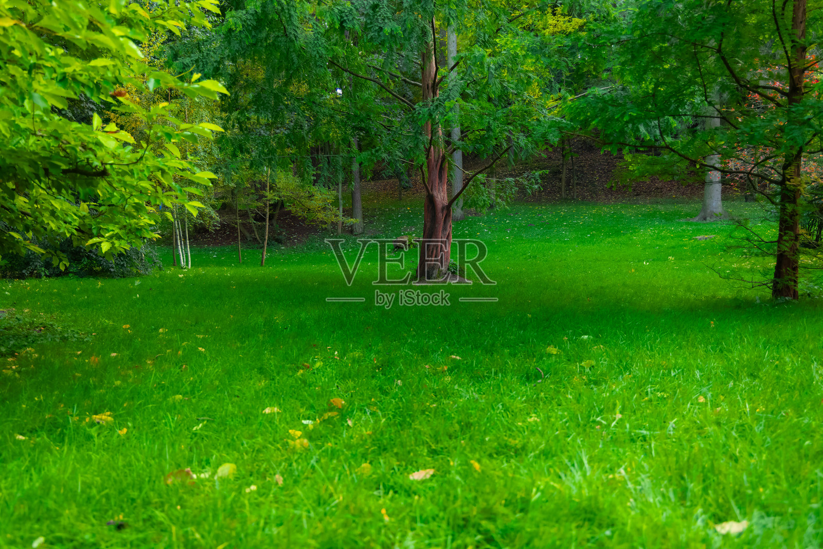 田园诗般的夏季草地、草坪、森林边缘，八月温暖的自然环境空间，风景如画的概念照片摄影图片