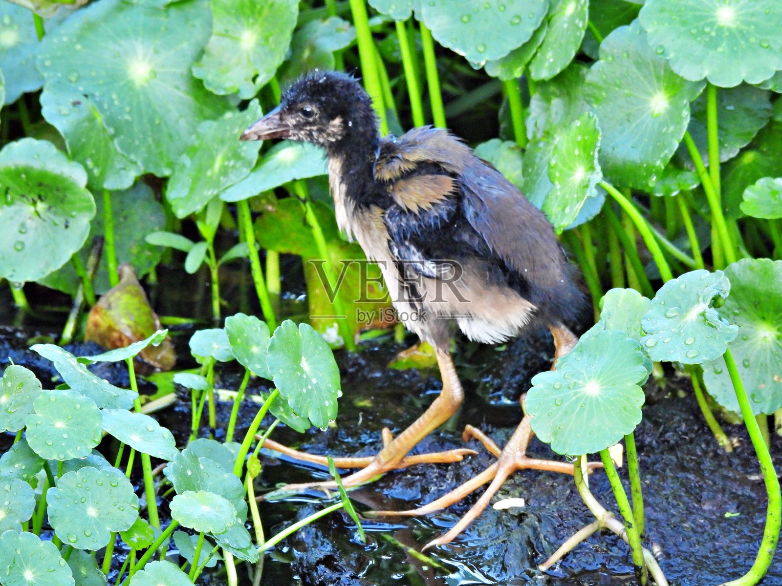 紫水鸡（Porphyrio martinica） - 水生植物中的雏鸟照片摄影图片