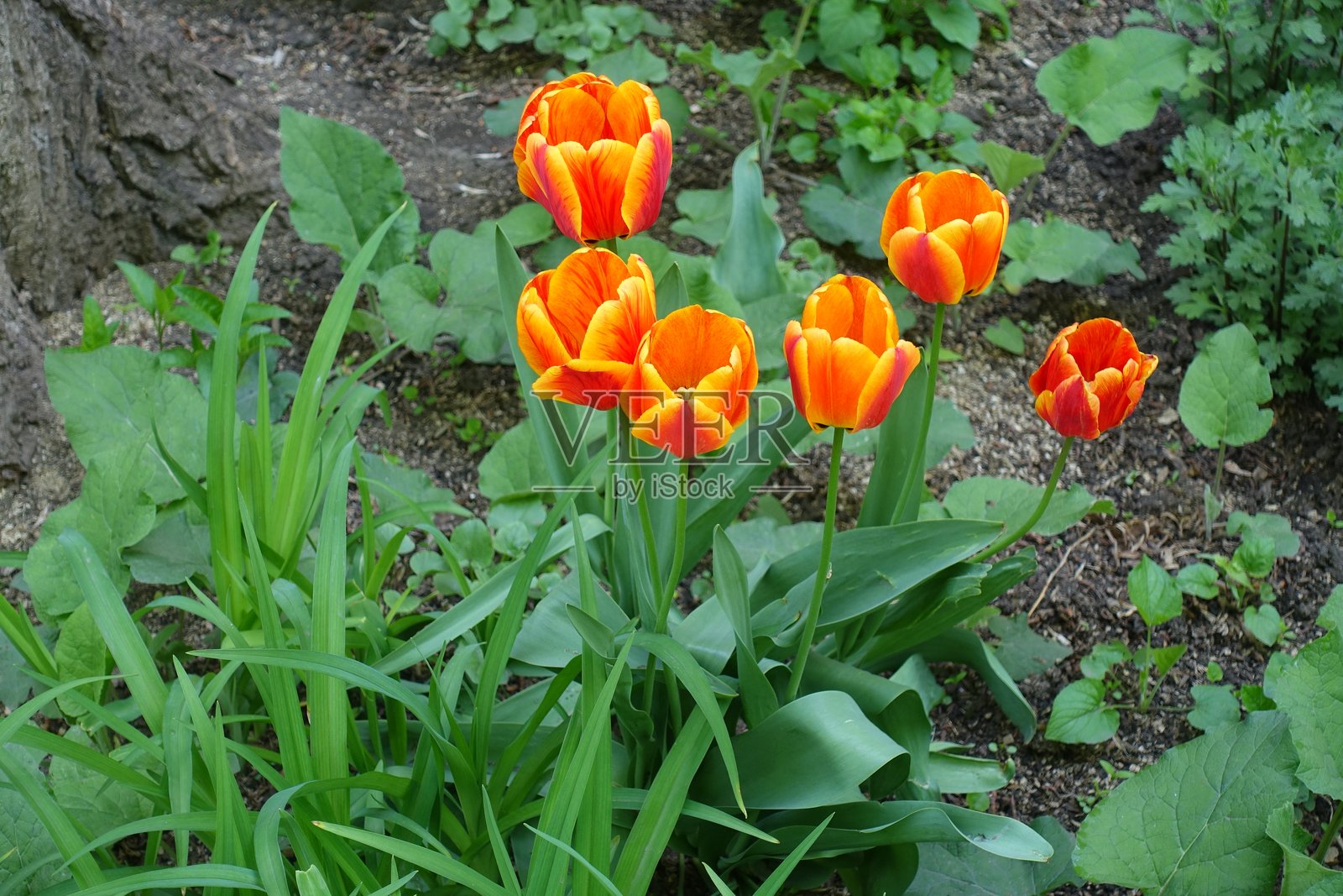 五月的六朵红色和黄色郁金香花照片摄影图片