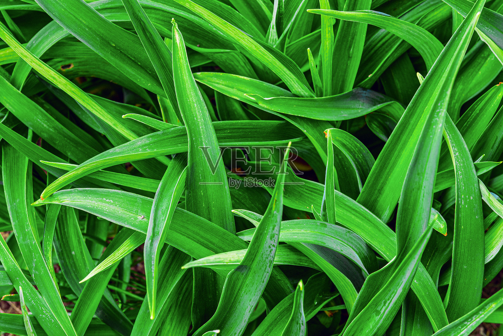 绿色的细长叶子相互交织在一起照片摄影图片