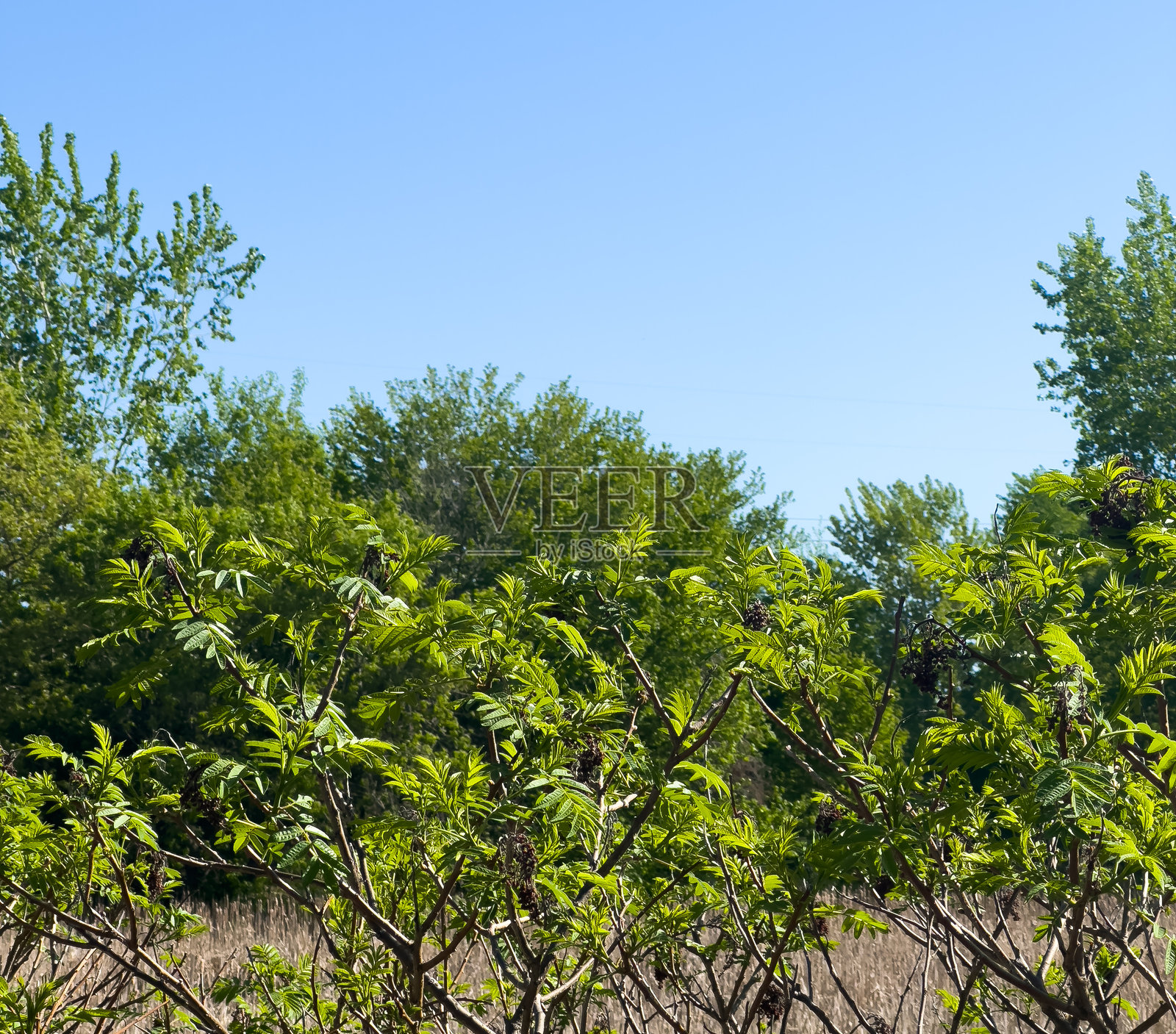 沼泽中的树木照片摄影图片
