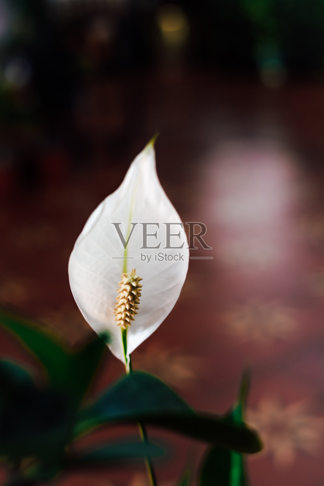 美丽的白色和平百合花在花园环境中展示其优雅的花朵结构照片摄影图片