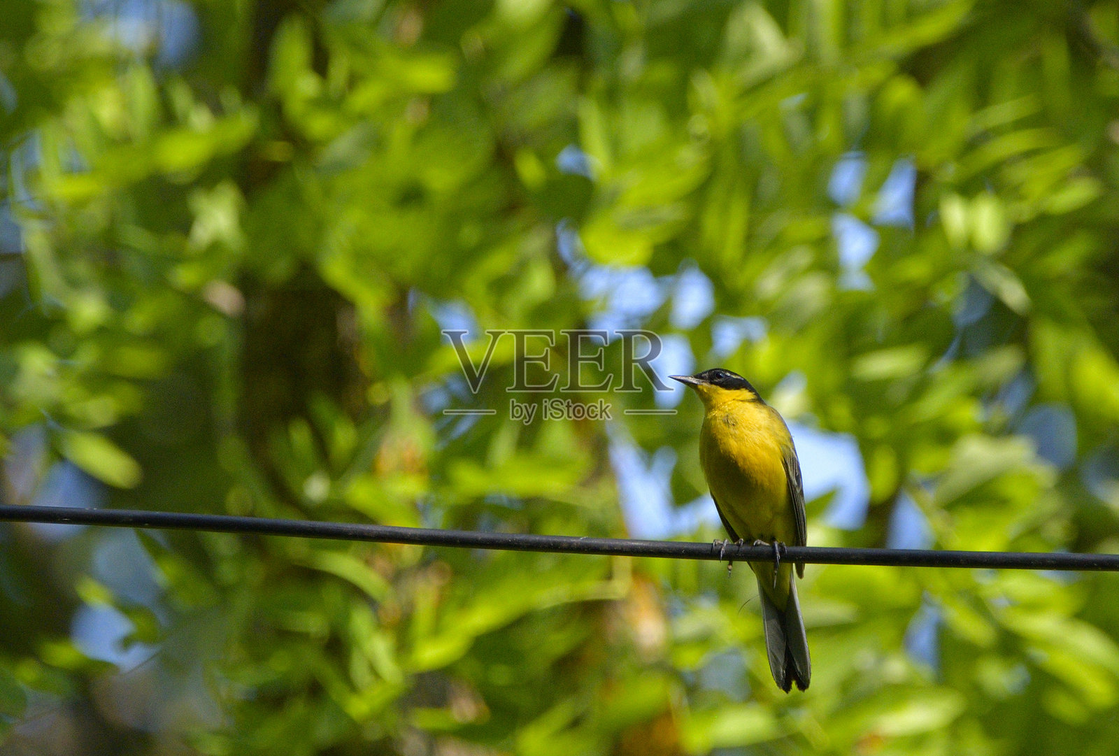 西方黄鹡鸰 (Motacilla flava)照片摄影图片