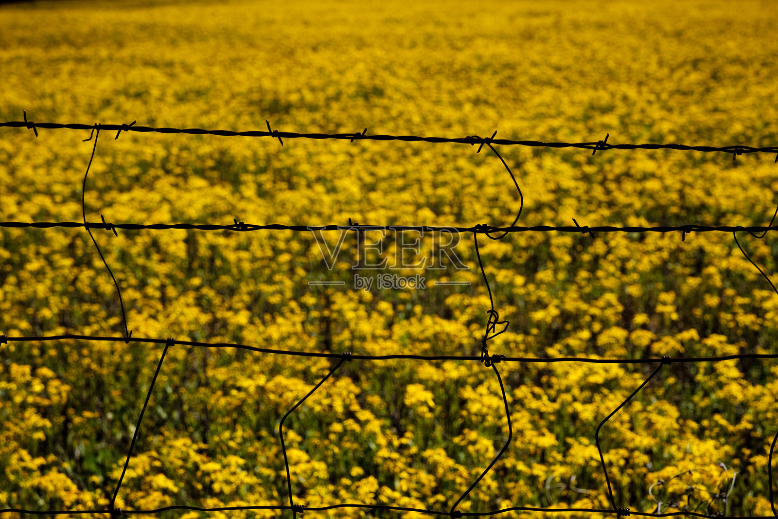 黄色田野照片摄影图片