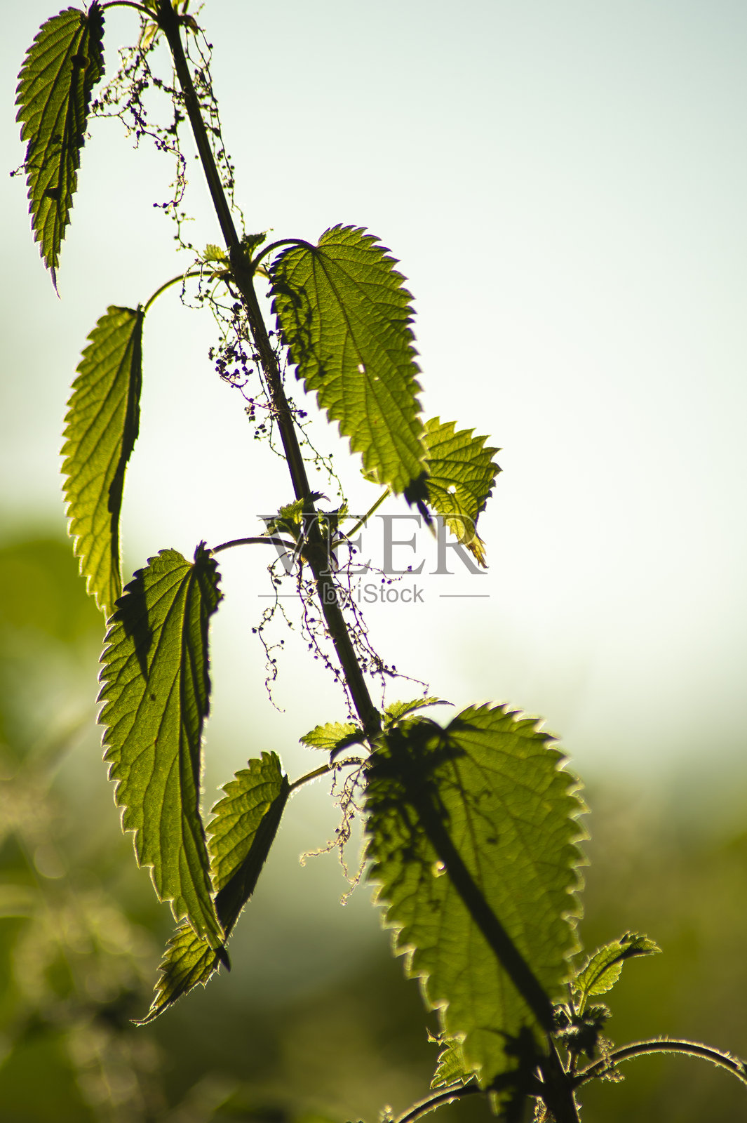 自然的绿色韧性：荨麻特写照片摄影图片