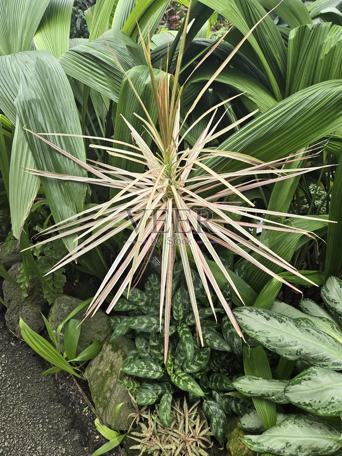 植物生命照片摄影图片