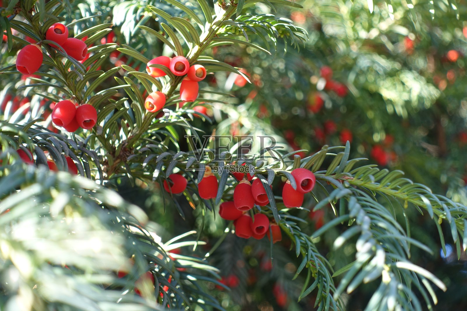 十月常青税的叶子中有许多红色种子球果照片摄影图片