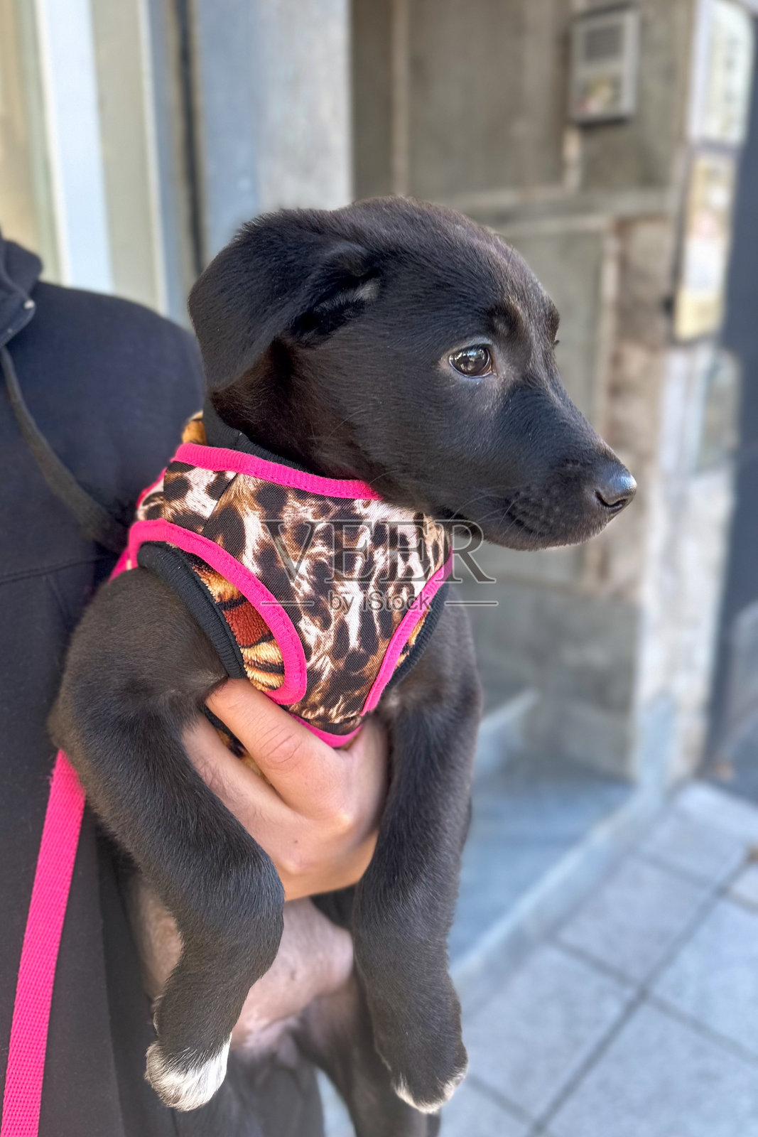 一只小狗被一个男人抱着，穿着动物图案的斗篷。照片摄影图片