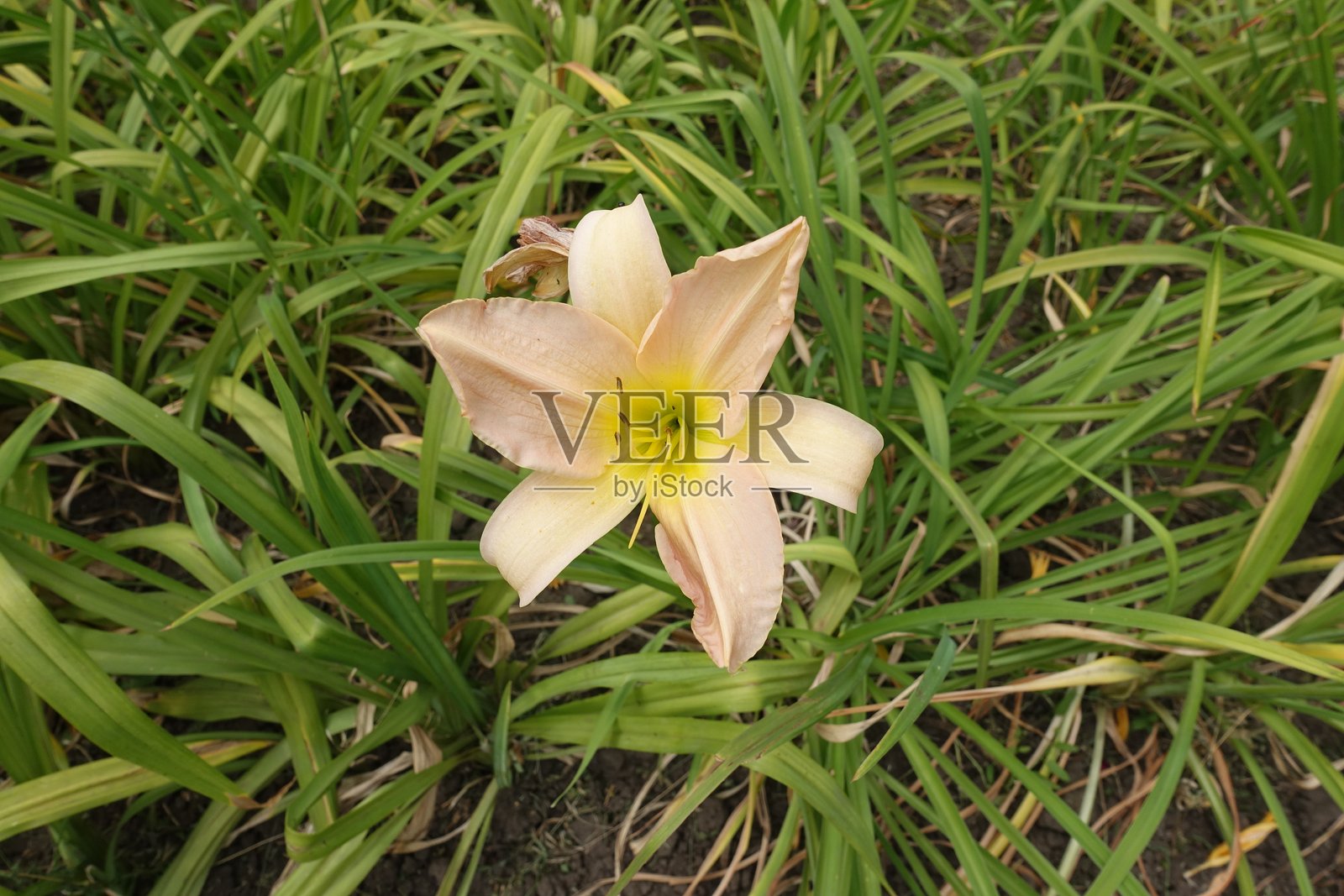 七月中旬的黄花菜（Hemerocallis fulva）浅米色花朵照片摄影图片