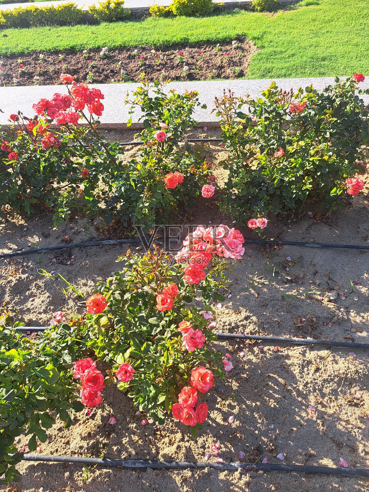 花园中的美丽花朵照片摄影图片