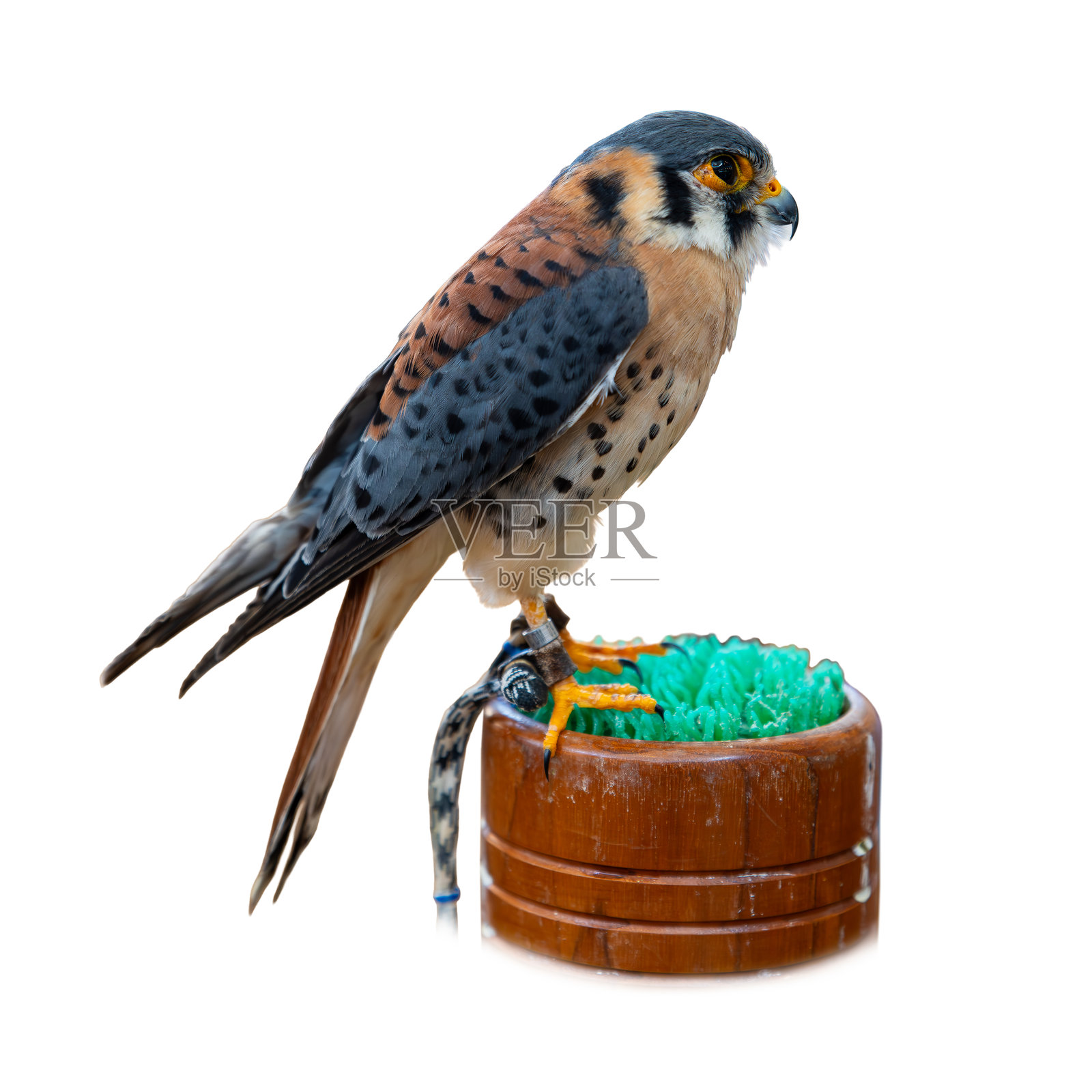 美国小隼栖息在木架上，背景为白色。照片摄影图片