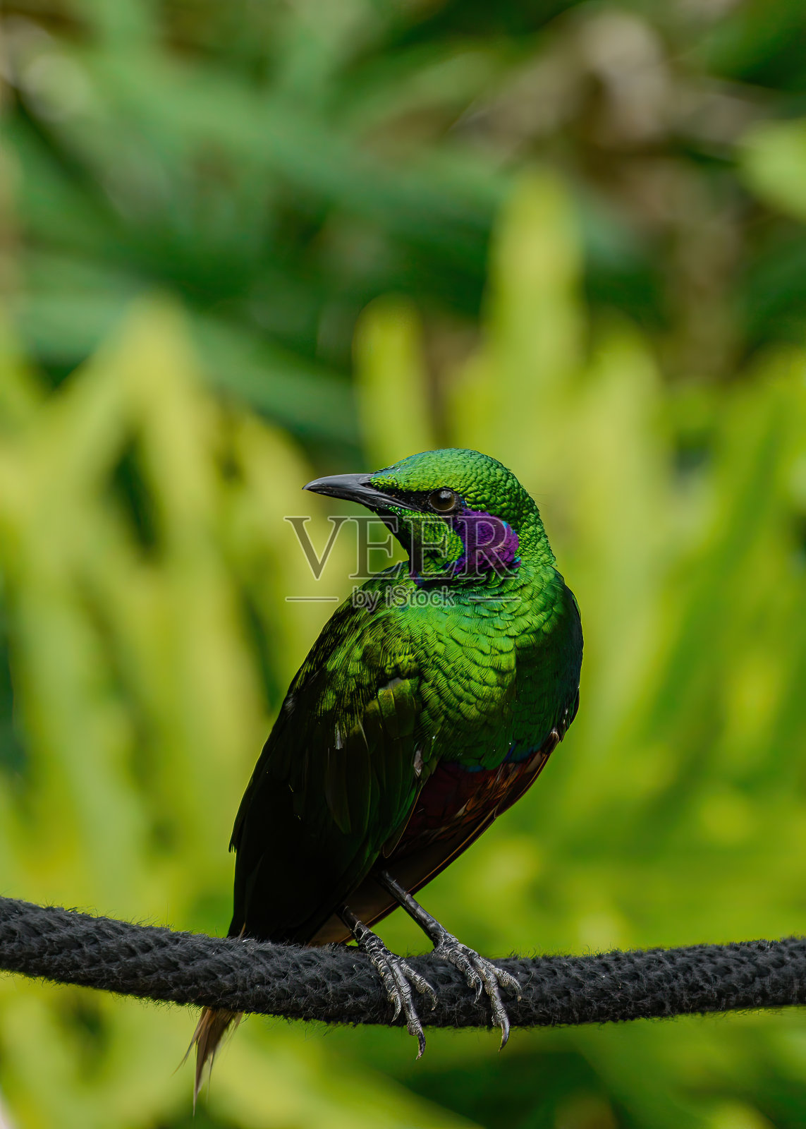 翡翠星鸲照片摄影图片