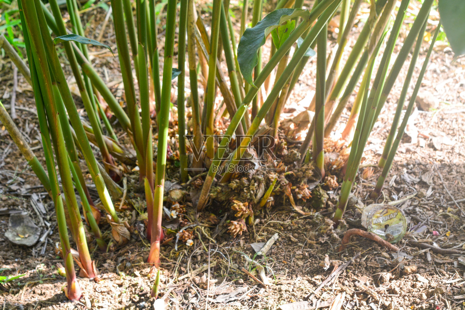 绿豆蔻植物特写照片摄影图片