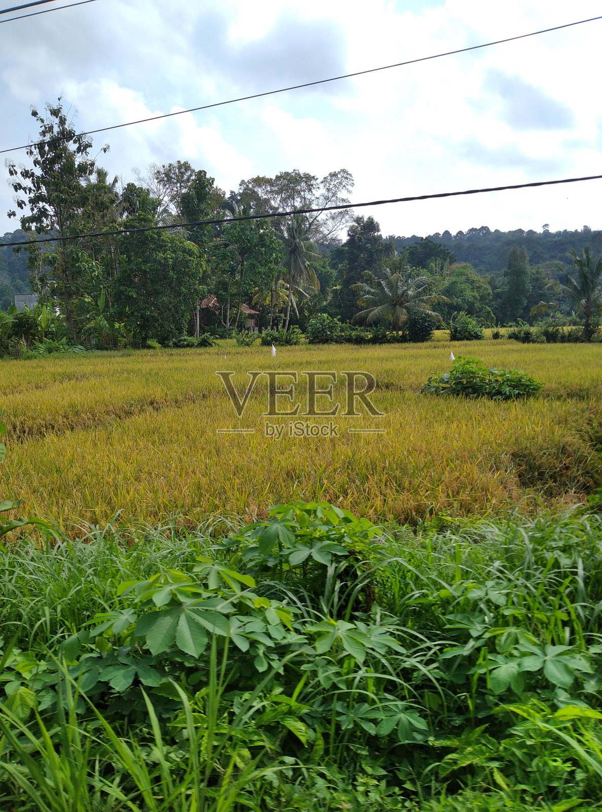 稻田照片摄影图片