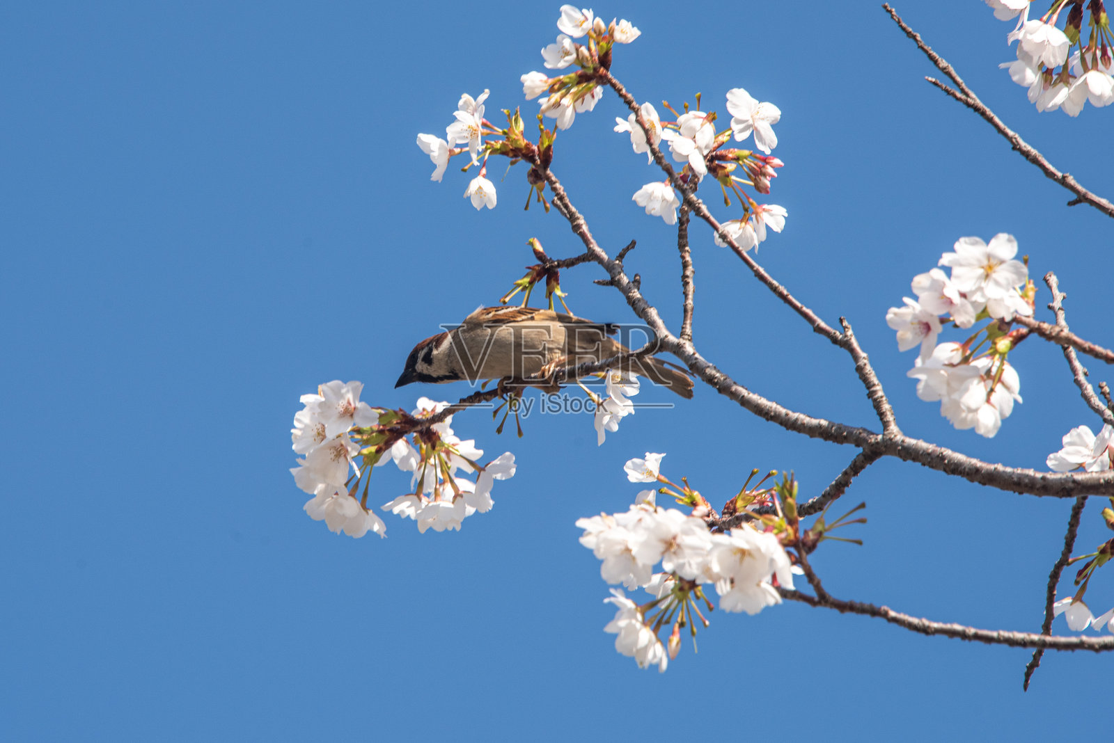 麻雀在饮用樱花蜜照片摄影图片