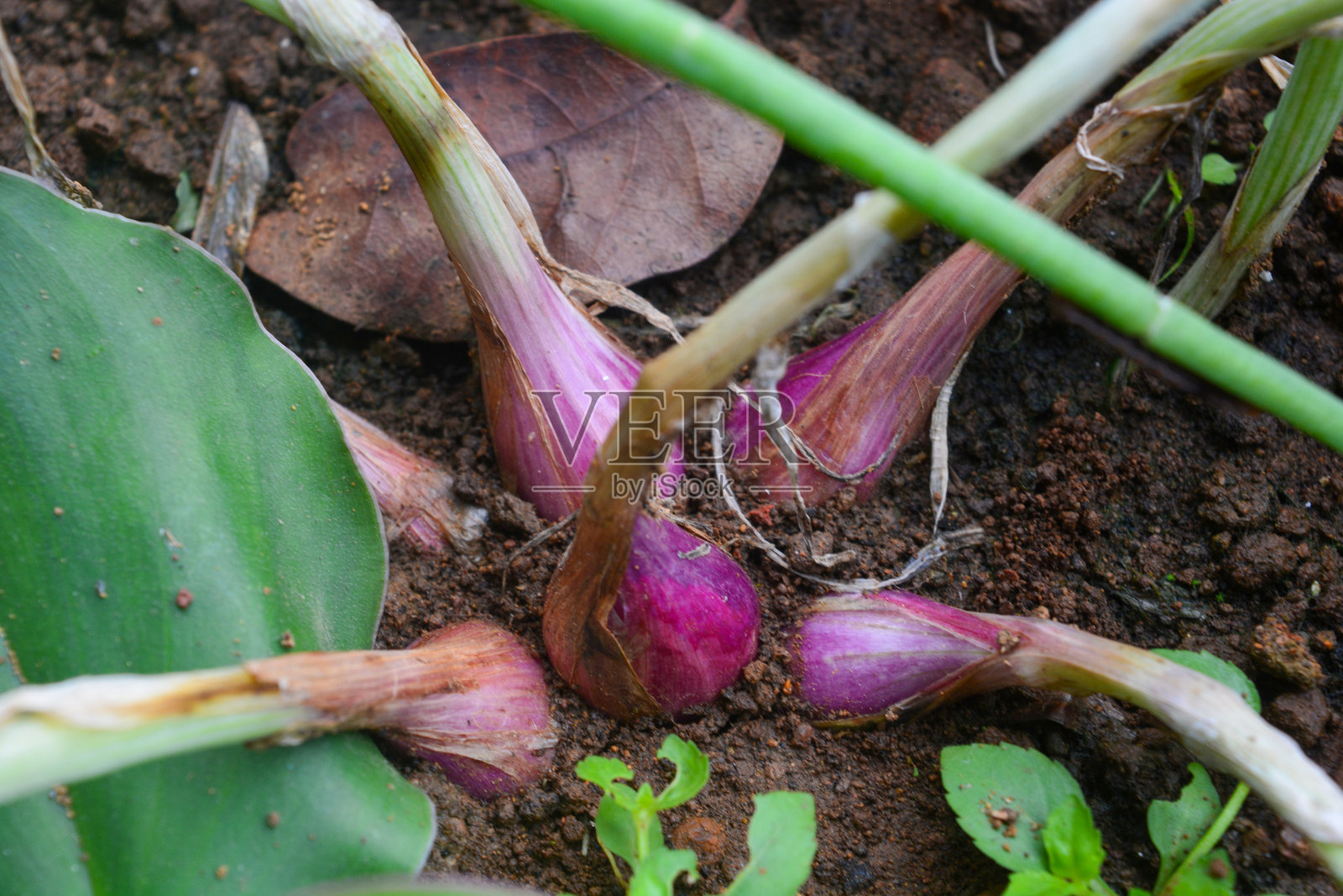 农民手持一束新鲜采摘的红洋葱。照片摄影图片