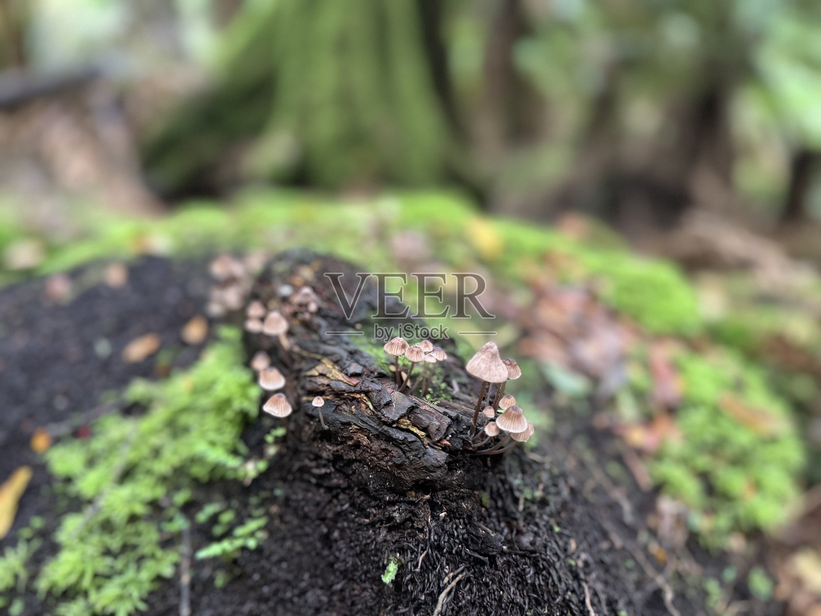 一组小巧的棕色伞形蘑菇在苔藓覆盖的树桩上生长的特写镜头照片摄影图片