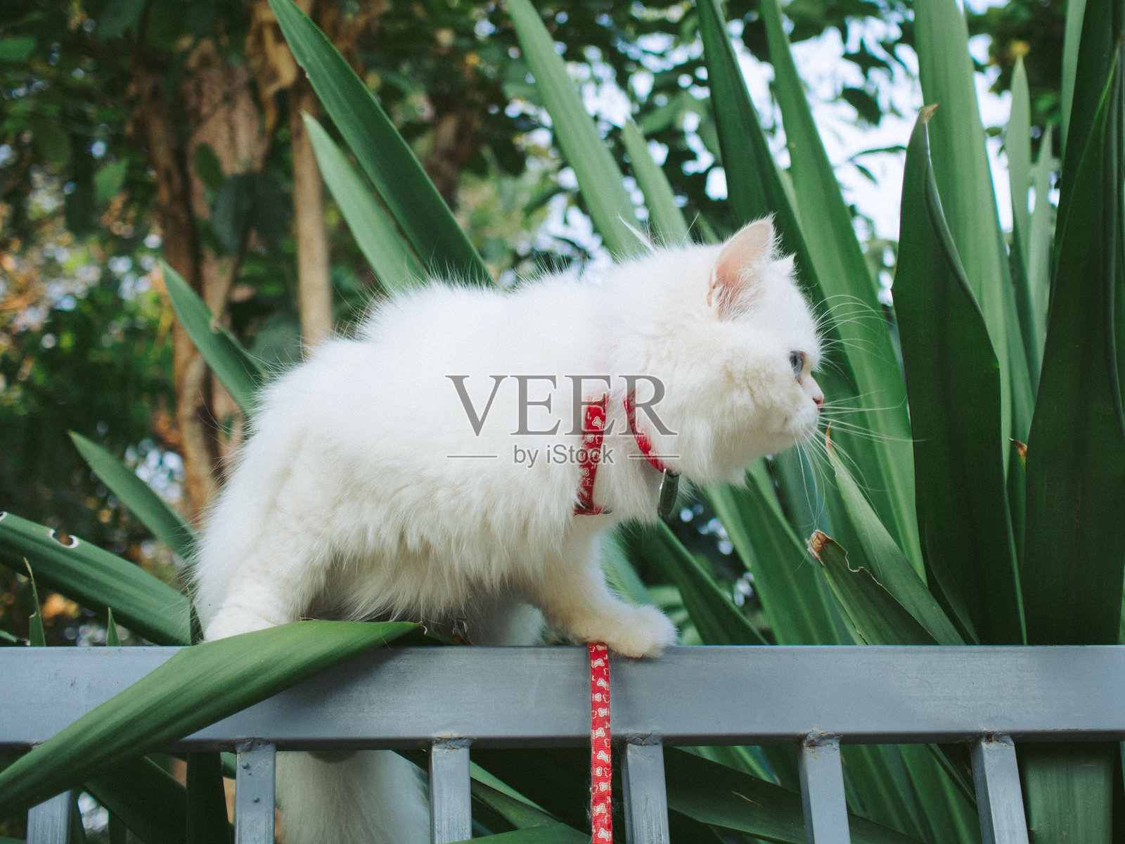 可爱的白猫照片摄影图片