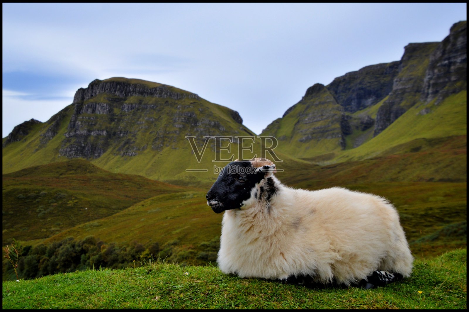 苏格兰羊照片摄影图片