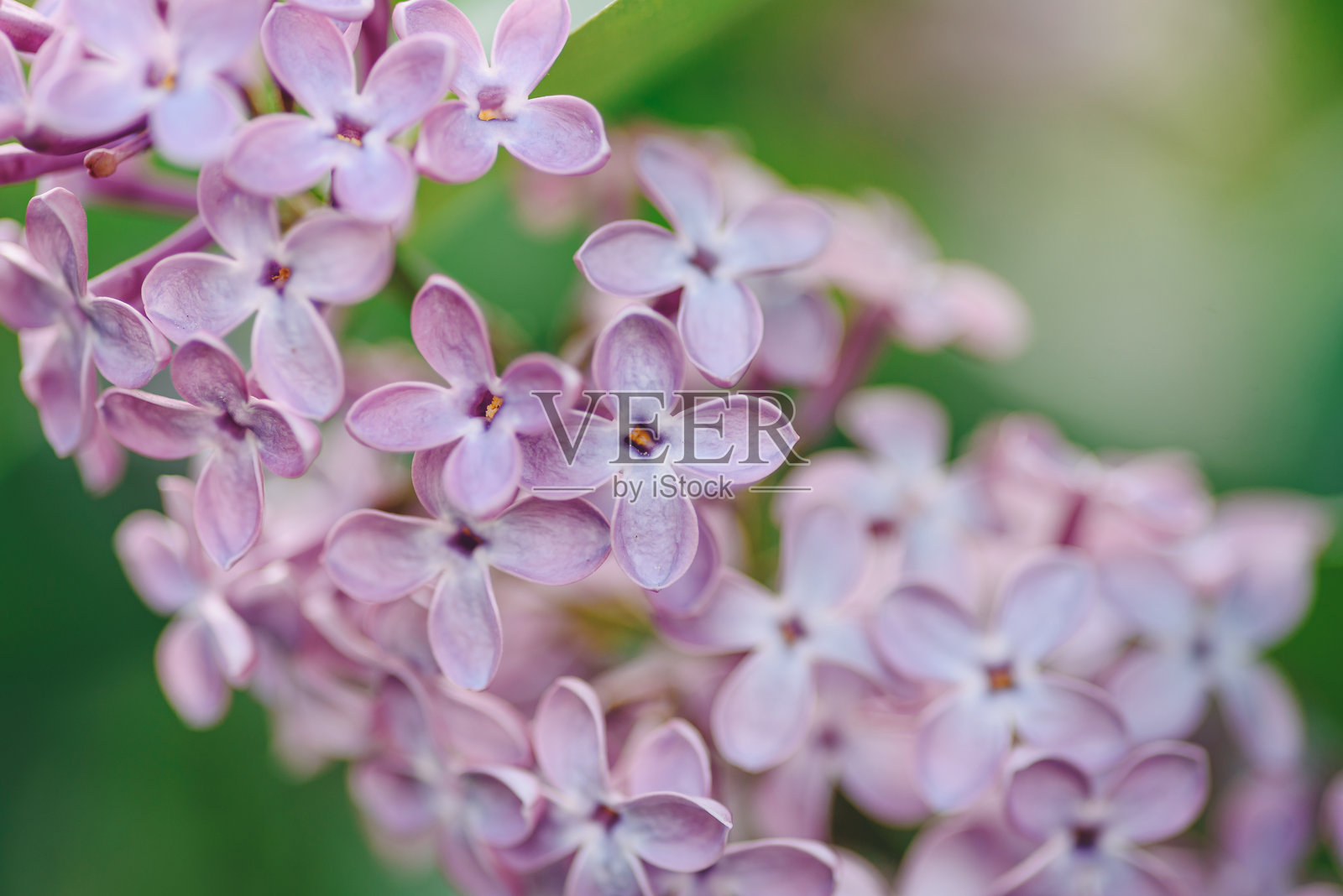 夏日里美丽的紫色丁香花照片摄影图片