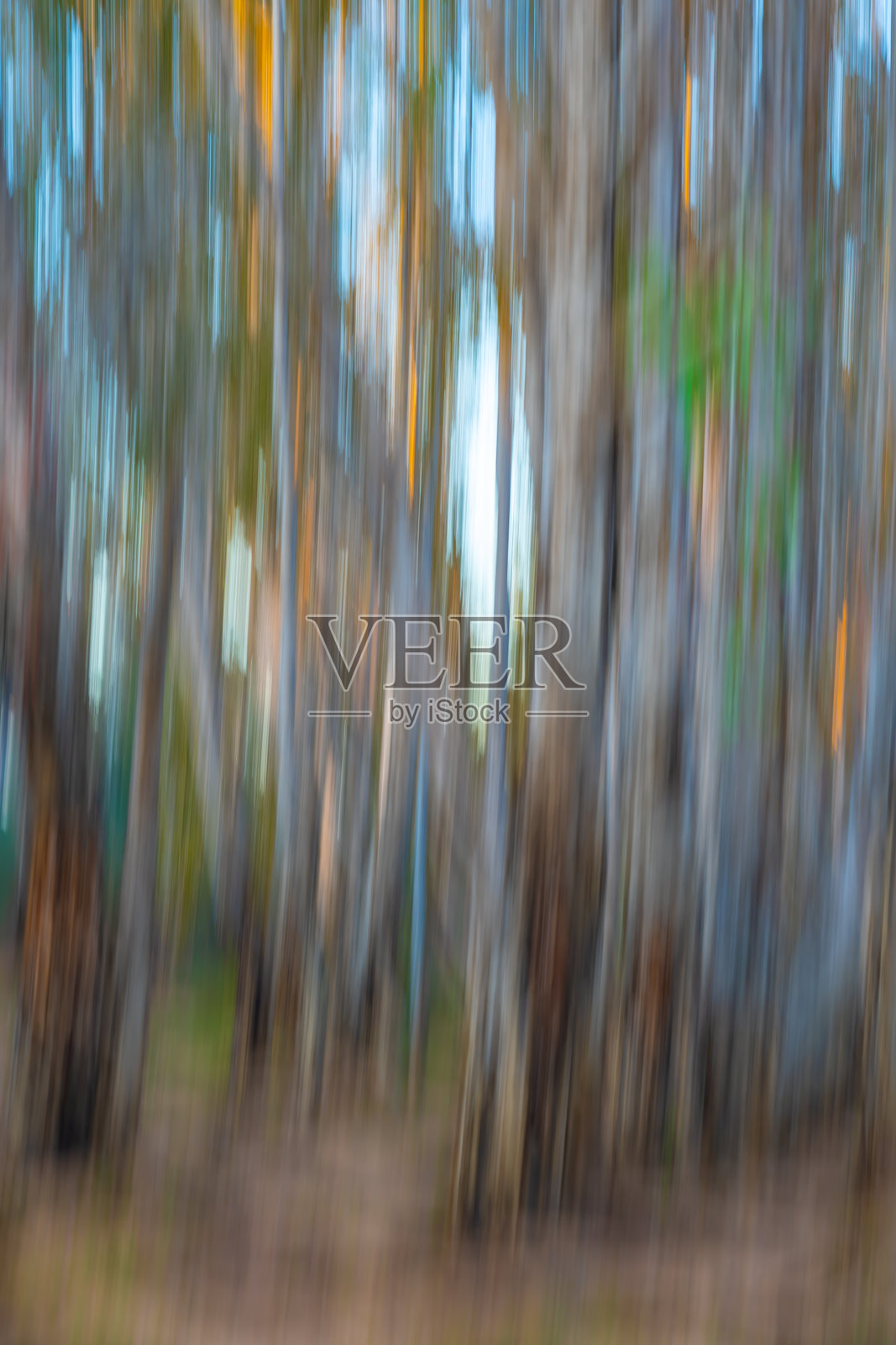 西澳大利亚灌木丛和森林中的蓝天印象派图像，适用于概念或背景。照片摄影图片