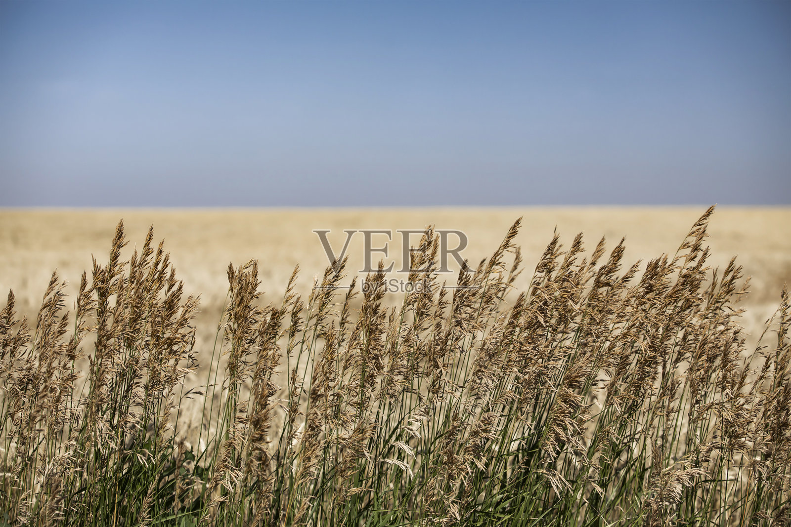 小麦田边缘的高草照片摄影图片