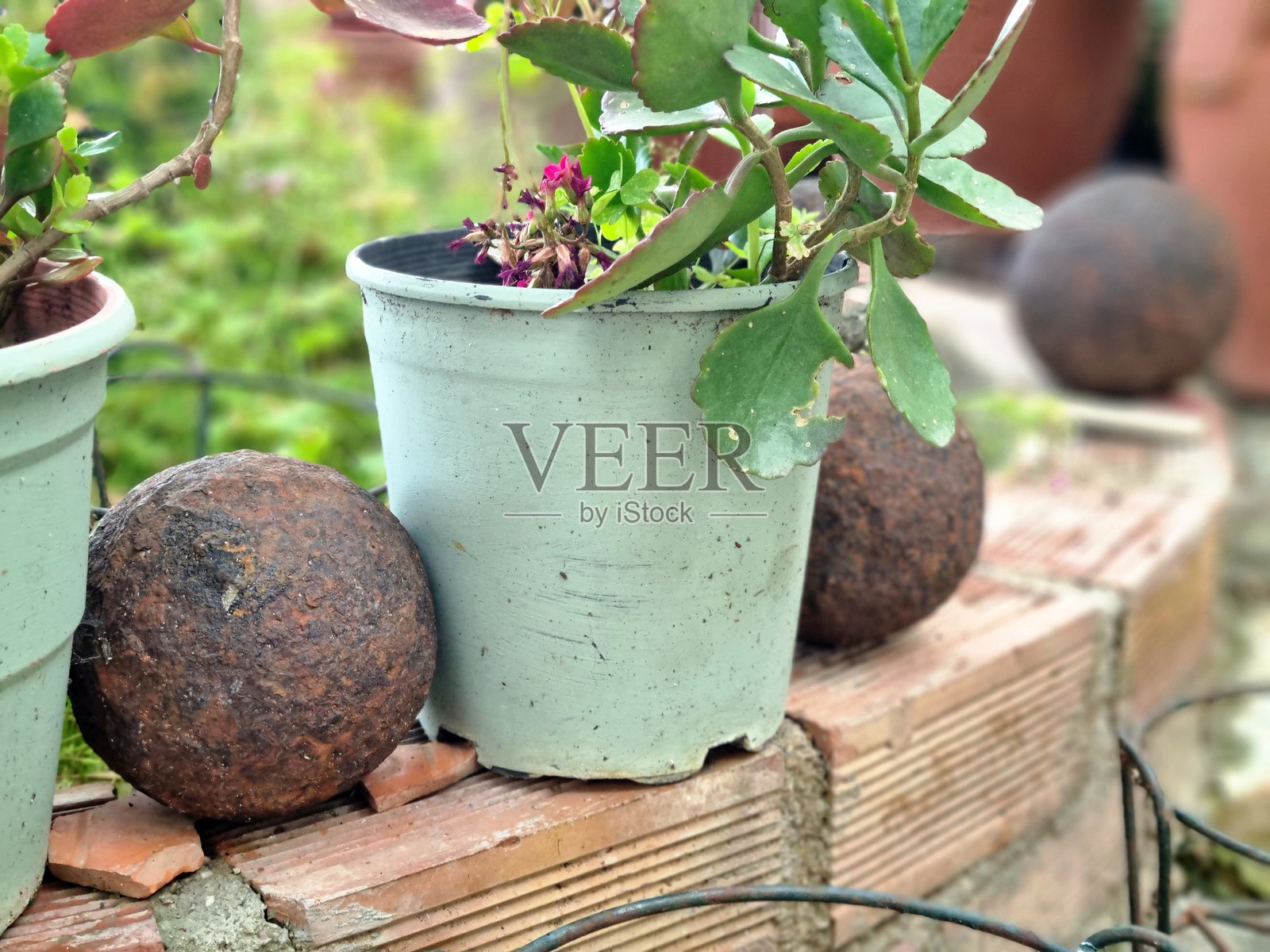 带有植物和乡村炮弹的花园照片摄影图片