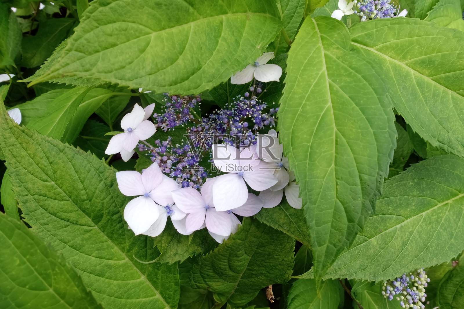 美丽盛开的绣球花照片摄影图片